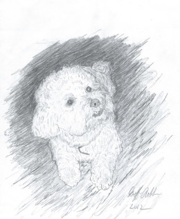 Jack the Bichon